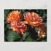 Dahlia Pam Howden #1 Briefkaart (Voorkant)