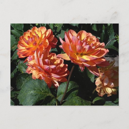 Dahlia Pam Howden #1 Briefkaart (Voorkant)