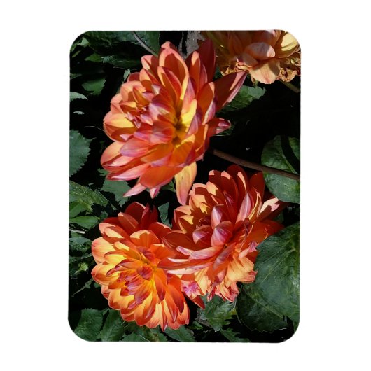 Dahlia Pam Howden #1 Magnet Magneet (Verticaal)