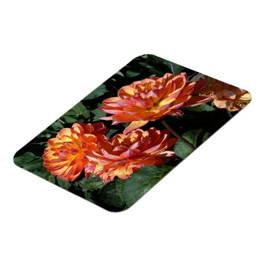 Dahlia Pam Howden #1 Magnet Magneet (Linkerzijde)