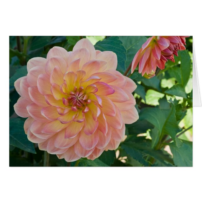 Dahlia, Peraches (Voorkant Horizontaal)