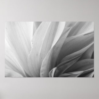 Dahlia Petals Black en White Poster