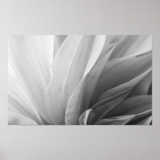 Dahlia Petals Black en White Poster (Voorkant)
