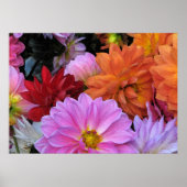 Dahlia Petals Poster (Voorkant)