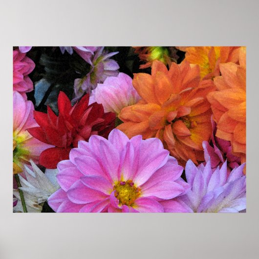 Dahlia Petals Poster (Voorkant)