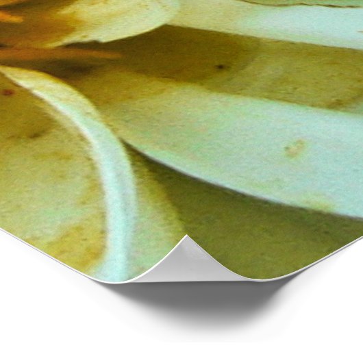 Dahlia Petals Poster (Hoek)