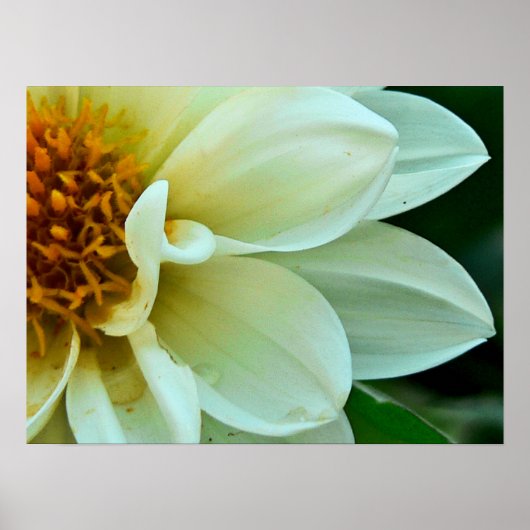 Dahlia Petals Poster (Voorkant)