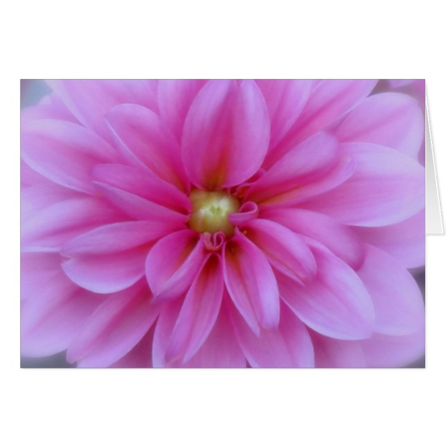 Dahlia Pink - Sluiten (Voorkant Horizontaal)