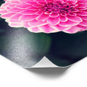 Dahlia 'Pink Sylvia' bloem Foto Afdruk (Hoek)