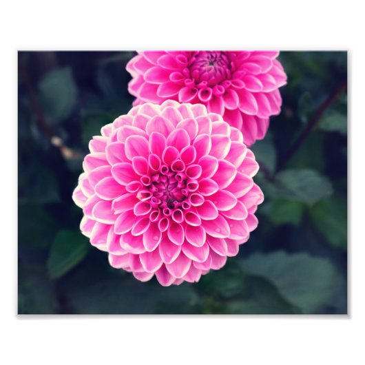 Dahlia 'Pink Sylvia' bloem Foto Afdruk (Voorkant)