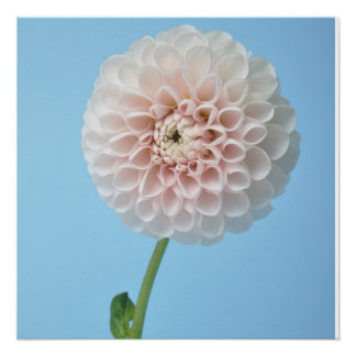Dahlia pompom on blue background perfect poster