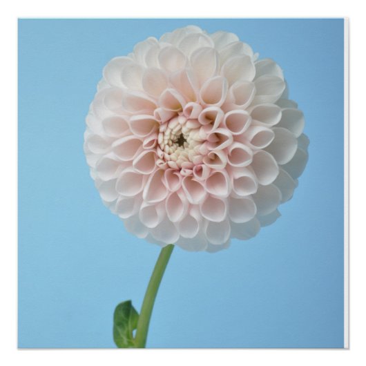Dahlia pompom on blue background perfect poster (Voorkant)