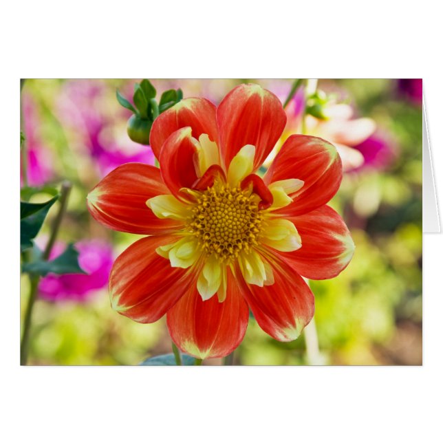 Dahlia, Pooh (Voorkant Horizontaal)