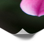 Dahlia Poster (Hoek)