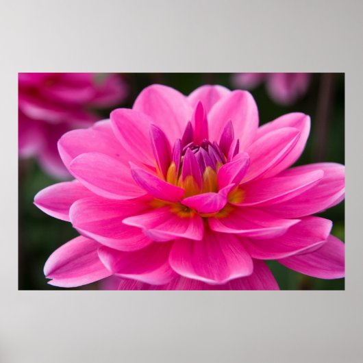 Dahlia Poster (Voorkant)