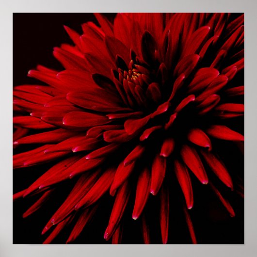 dahlia poster (Voorkant)
