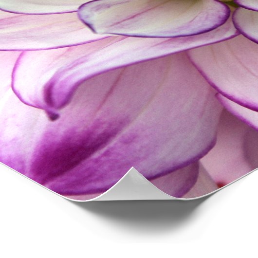 dahlia poster (Hoek)