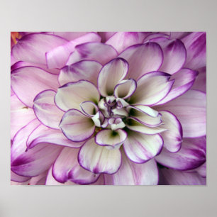 dahlia poster
