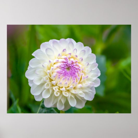 Dahlia Poster (Voorkant)