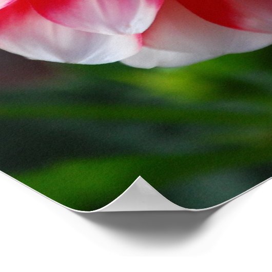 Dahlia Poster (Hoek)