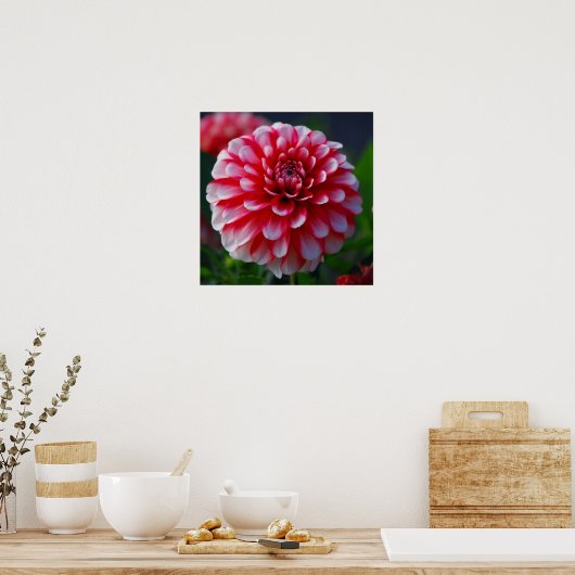 Dahlia Poster (Keuken)