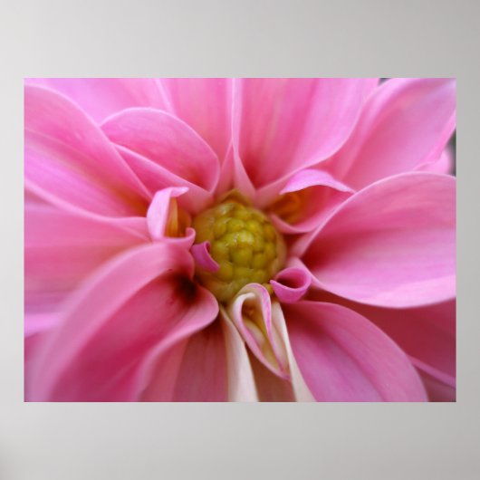 Dahlia Poster (Voorkant)