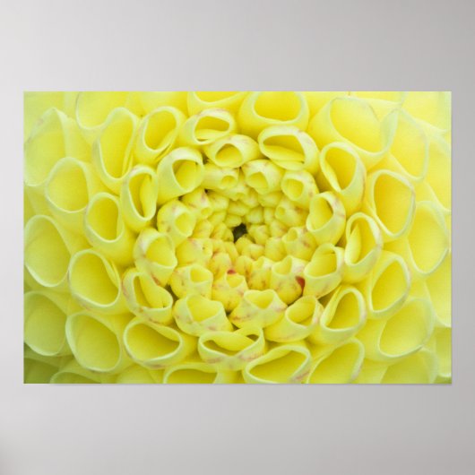 Dahlia Poster (Voorkant)