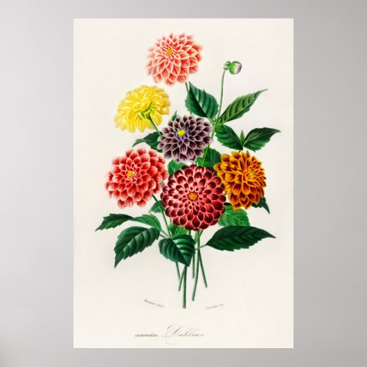 Dahlia Poster (Voorkant)