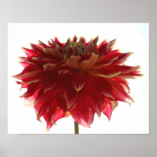 Dahlia Poster (Voorkant)
