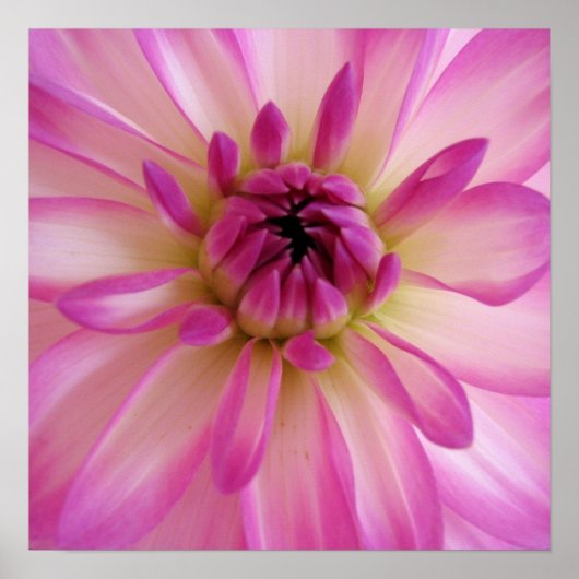 Dahlia Poster (Voorkant)