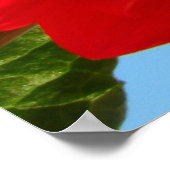 dahlia poster (Hoek)