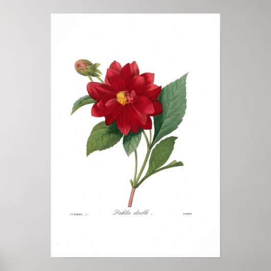 Dahlia Poster (Voorkant)
