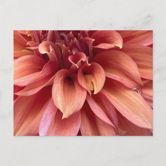 Dahlia-postkaart Briefkaart (Voorkant)