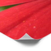 Dahlia (rood) poster (Hoek)