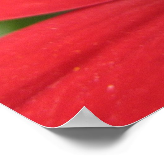 Dahlia (rood) poster (Hoek)