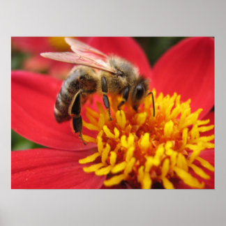 Dahlia (rood) poster