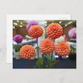 Dahlia Roos Toscano #1 Briefkaart (Voorkant / Achterkant)