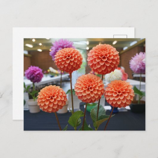 Dahlia Roos Toscano #1 Briefkaart (Voorkant / Achterkant)