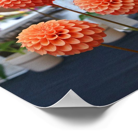 Dahlia Roos Toscano #1 Poster (Hoek)