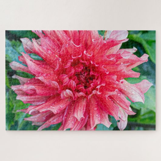 Dahlia Roze Canadese Bloem Fotografie Legpuzzel (Horizontaal)