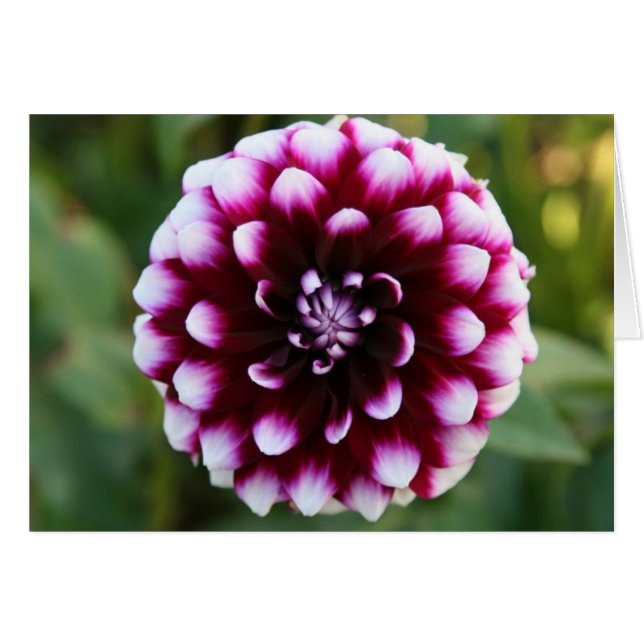 Dahlia, Ryan C (Voorkant Horizontaal)