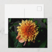 Dahlia Sandia Brocade#1 Briefkaart (Voorkant / Achterkant)