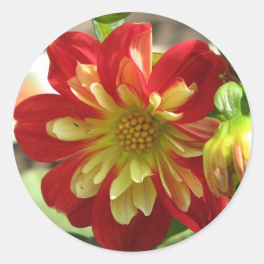 Dahlia Scarlet Ronde Sticker (Voorkant)