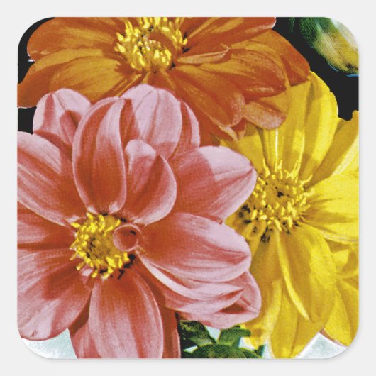 Dahlia  Seed Packet Vierkante Sticker (Voorkant)