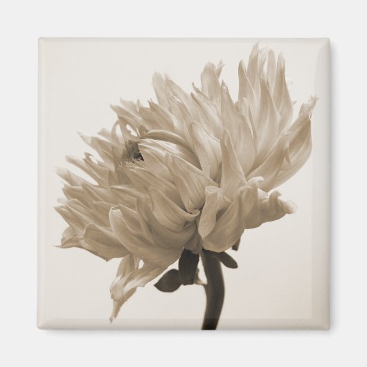 dahlia sepia print magneet (Voorkant)