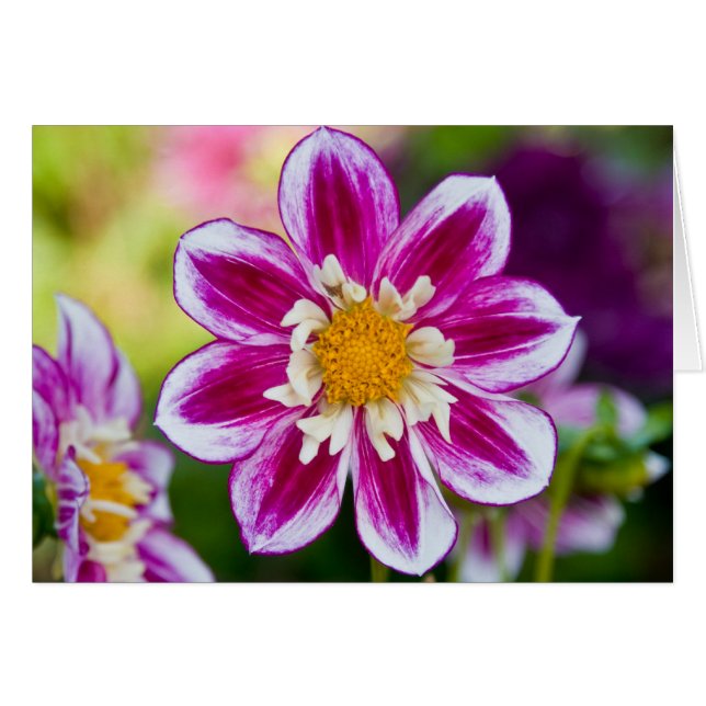 Dahlia, Show uit (Voorkant Horizontaal)