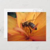 Dahlia (sinaasappel) briefkaart (Voorkant / Achterkant)