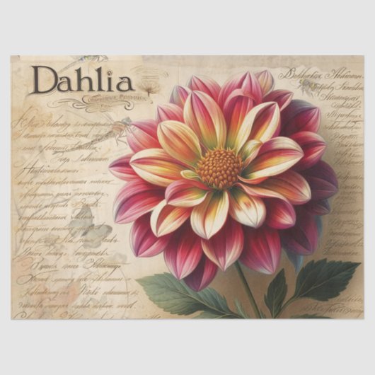 Dahlia Tissuepapier (Voorkant)