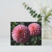 Dahlia Valley Porcupine #1 Briefkaart (Staand voorkant)