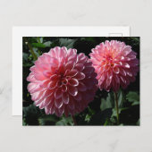 Dahlia Valley Porcupine #1 Briefkaart (Voorkant / Achterkant)